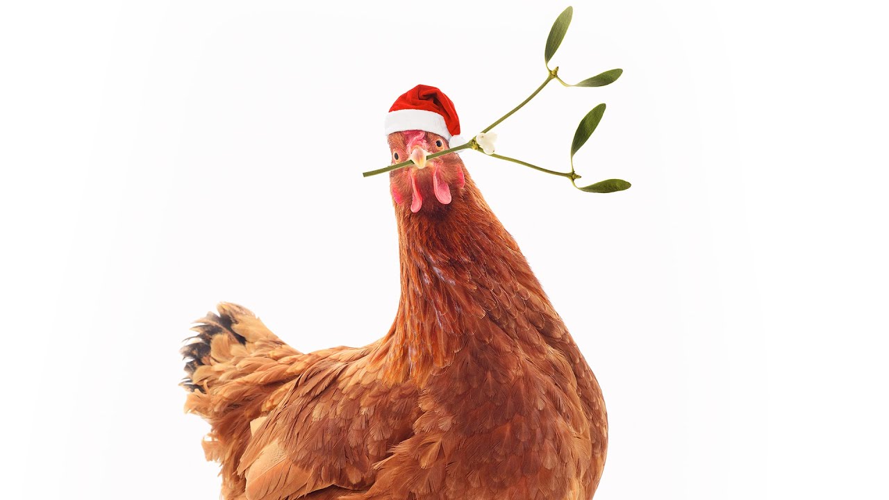 Feather Christmas Trailer